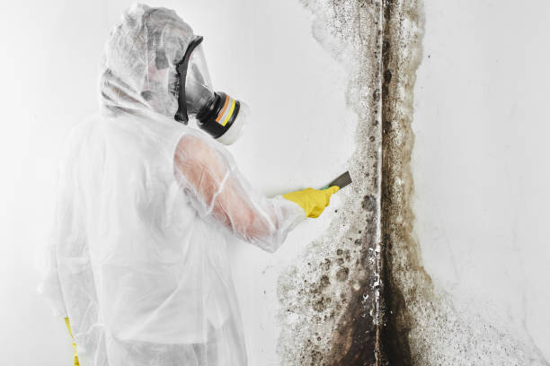 Best Mold Odor Removal Services  in Rock Port, MO