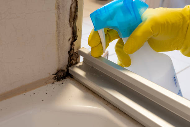 Why You Should Choose Our Mold Remediation Services in Rock Port, MO